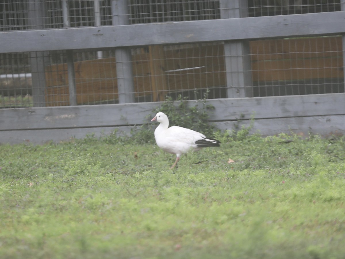 husa bělostná - ML644804093