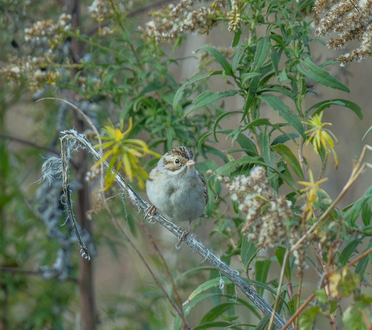 Clay-colored Sparrow - ML644804095