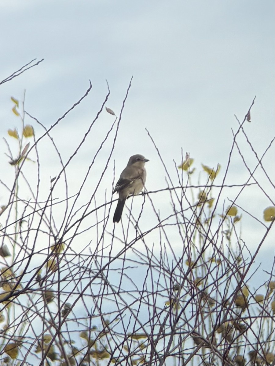 オオモズ - ML644804109