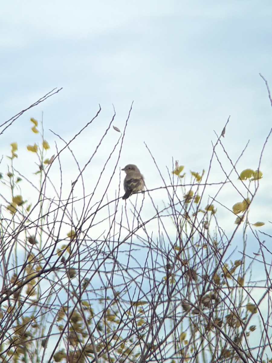 オオモズ - ML644804110