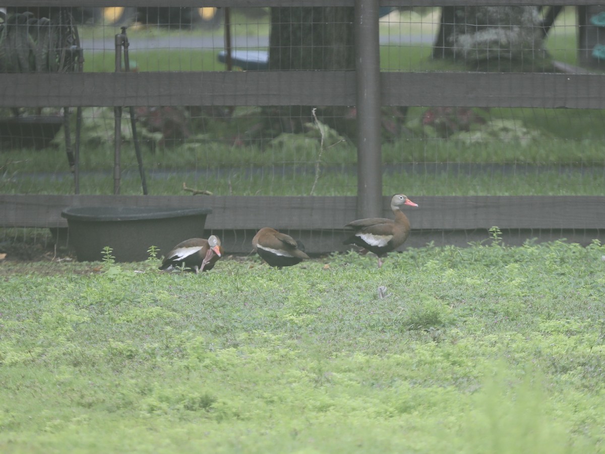 husička černobřichá - ML644804111