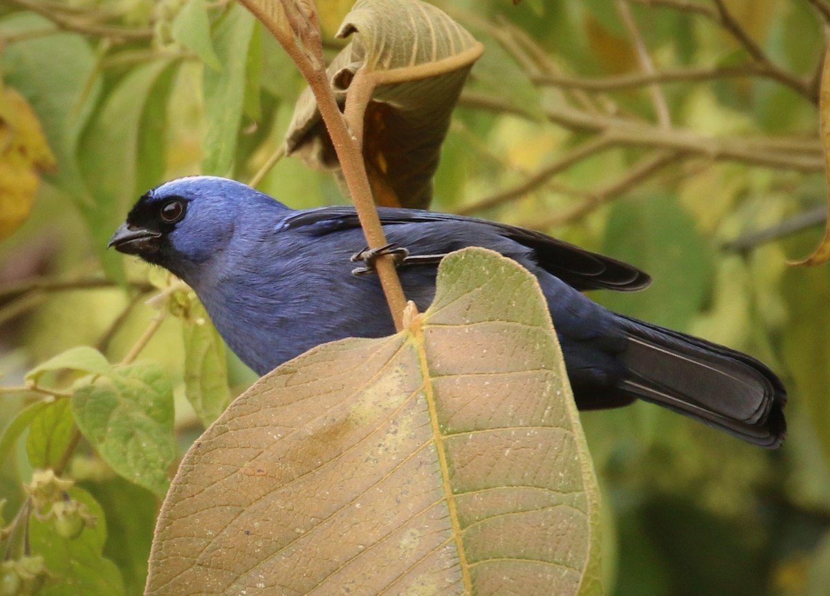 Diademed Tanager - ML644804121