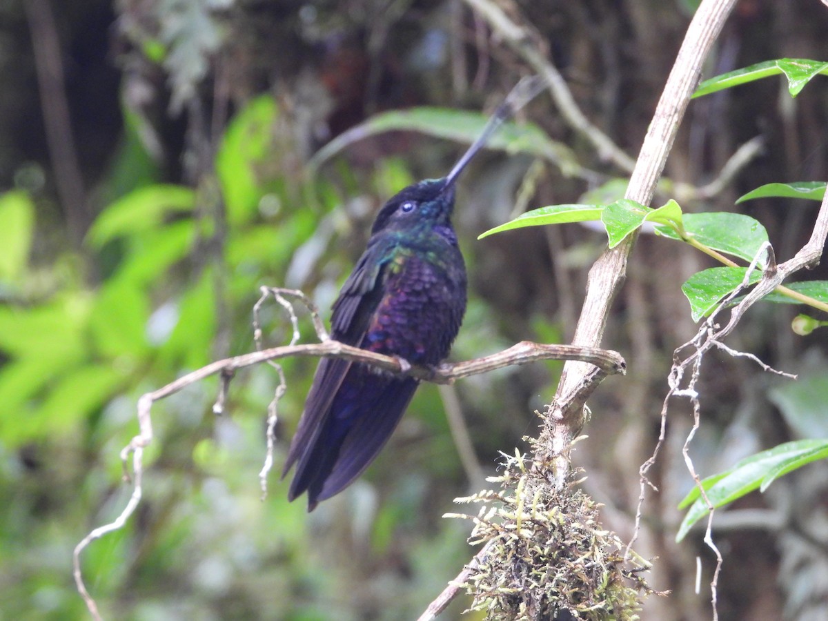 Inca Ventrivioleta - ML644804124