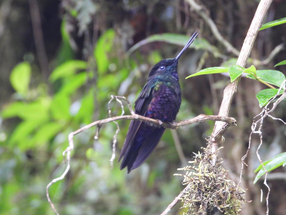 Inca Ventrivioleta - ML644804125