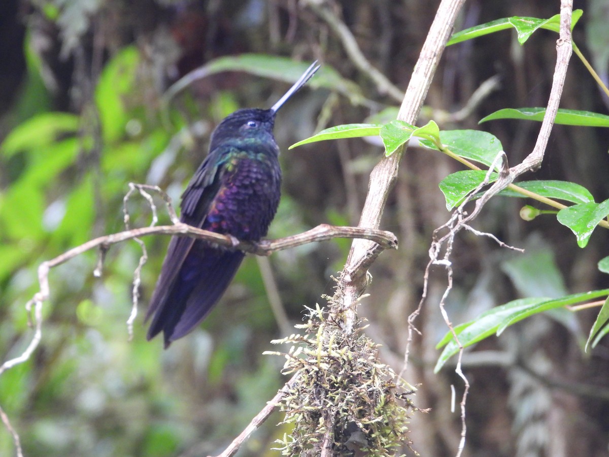 Inca Ventrivioleta - ML644804126