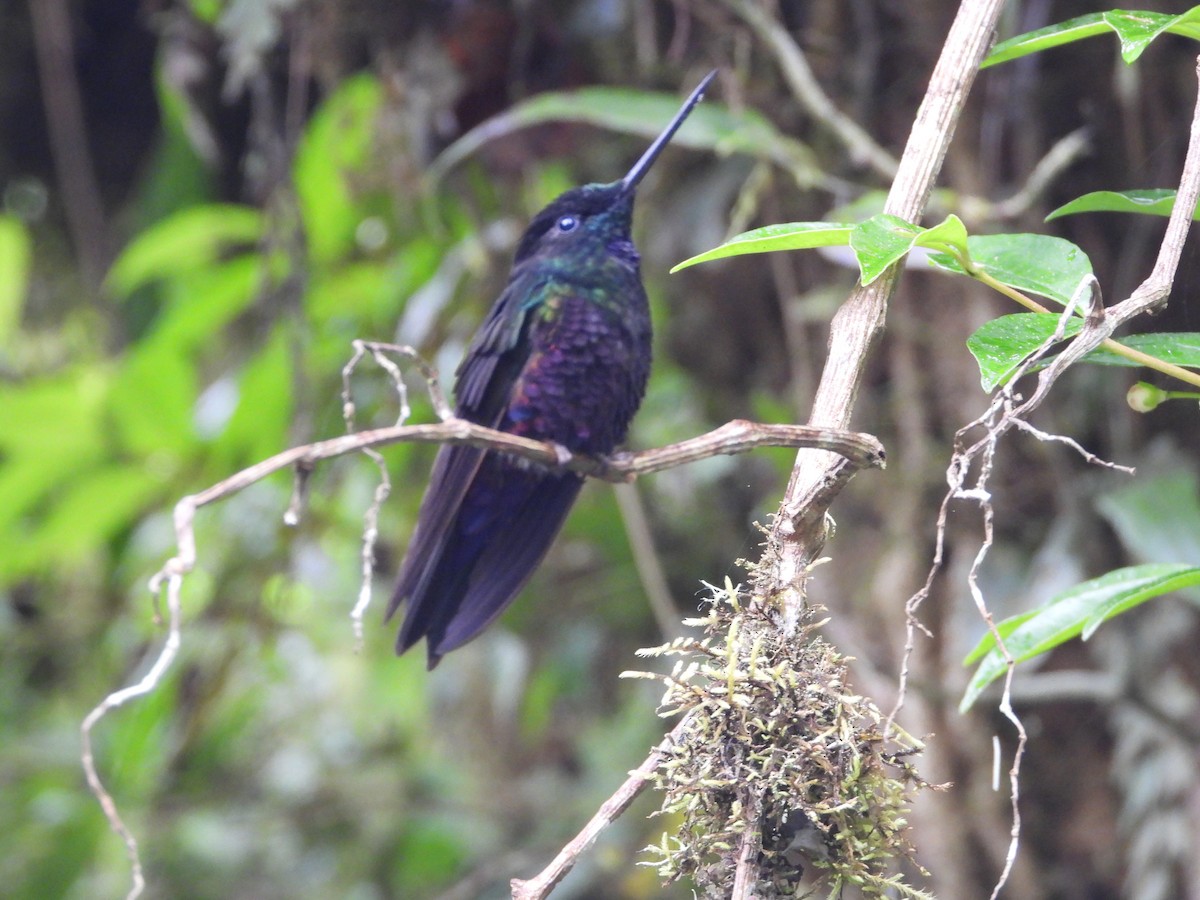 Inca Ventrivioleta - ML644804127