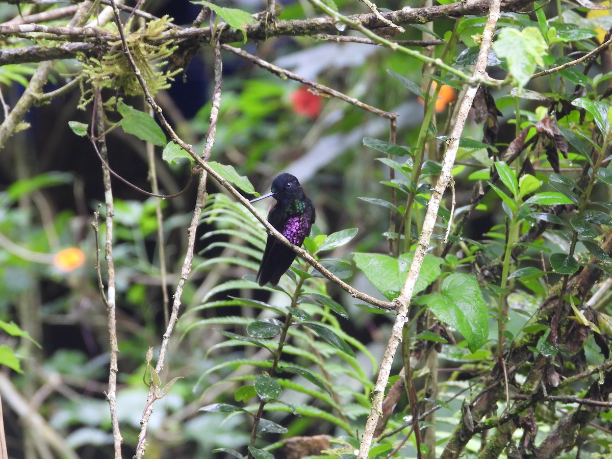 Inca Ventrivioleta - ML644804128