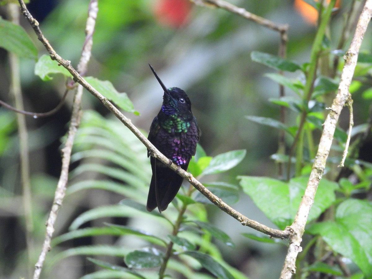 Inca Ventrivioleta - ML644804129