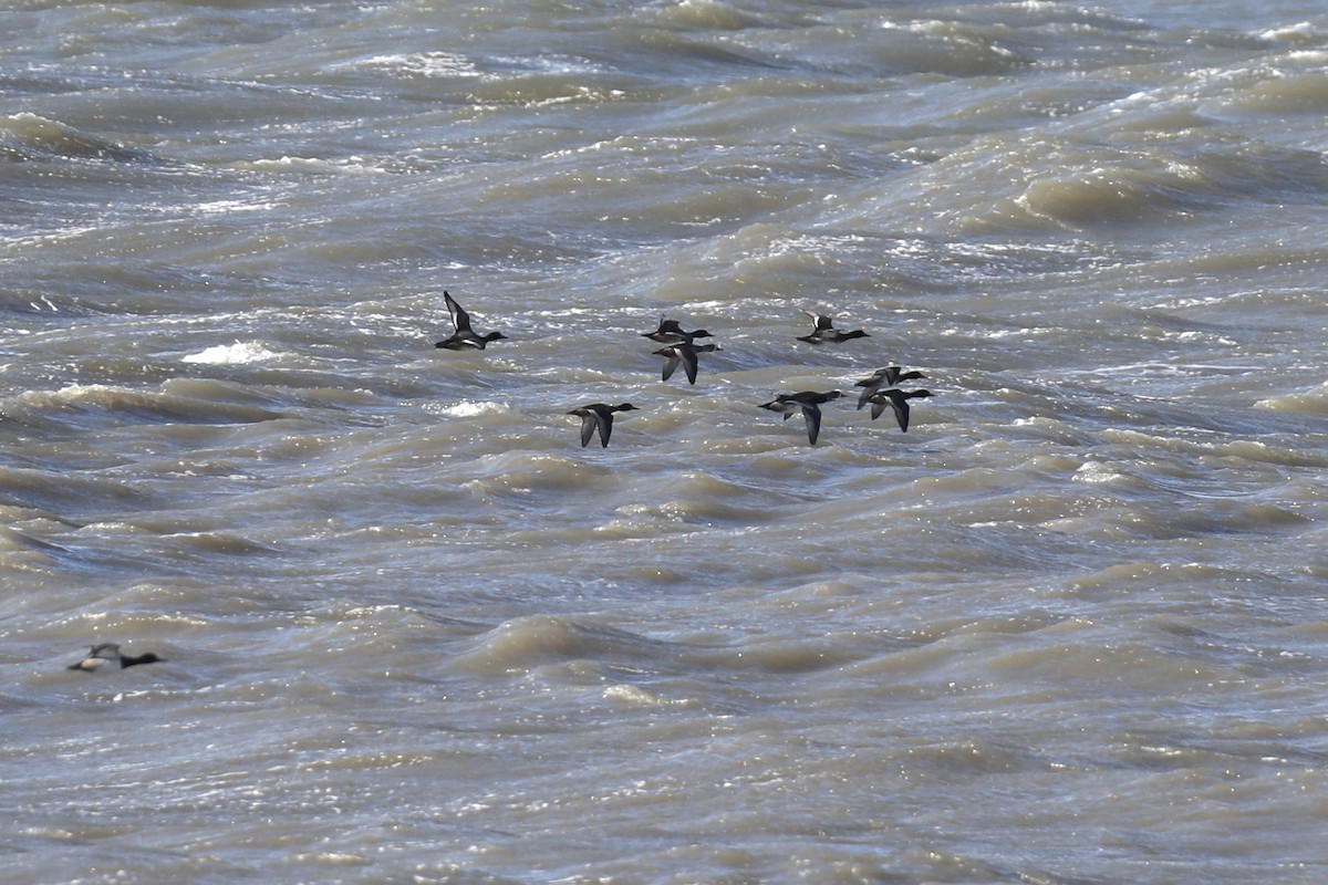 Lesser Scaup - ML644804151