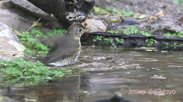 Öter Ardıç - ML644804153