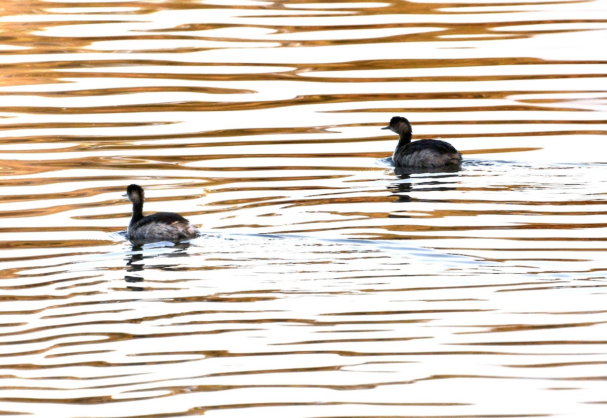 potápka černokrká - ML644804154