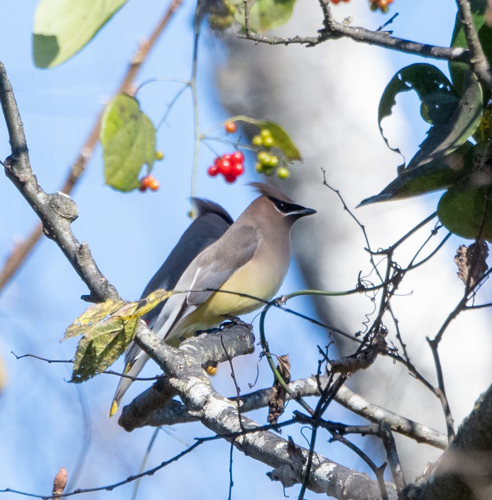 Cedar Waxwing - ML644804162