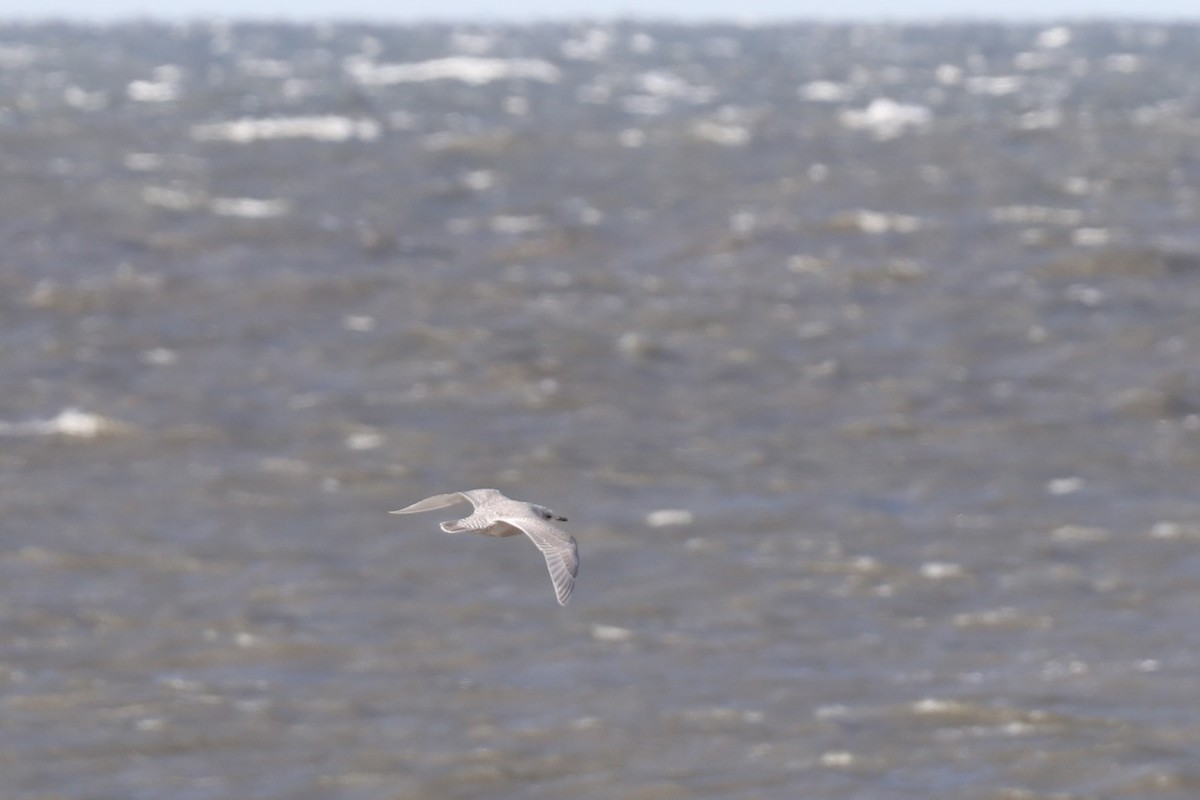 Iceland Gull (kumlieni) - ML644804163