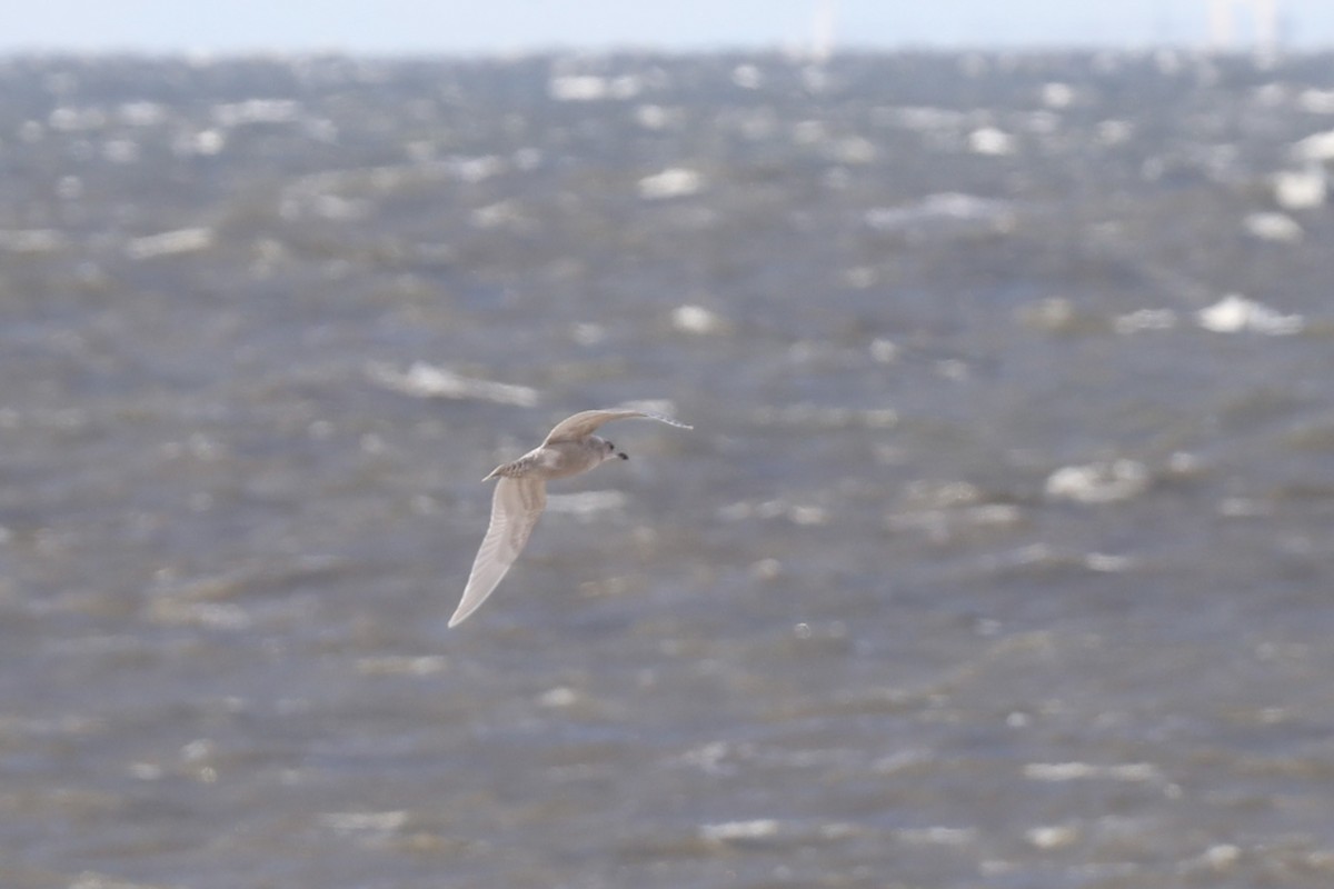 Iceland Gull (kumlieni) - ML644804164