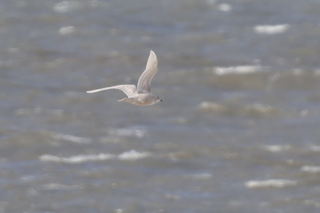 Iceland Gull (kumlieni) - ML644804165