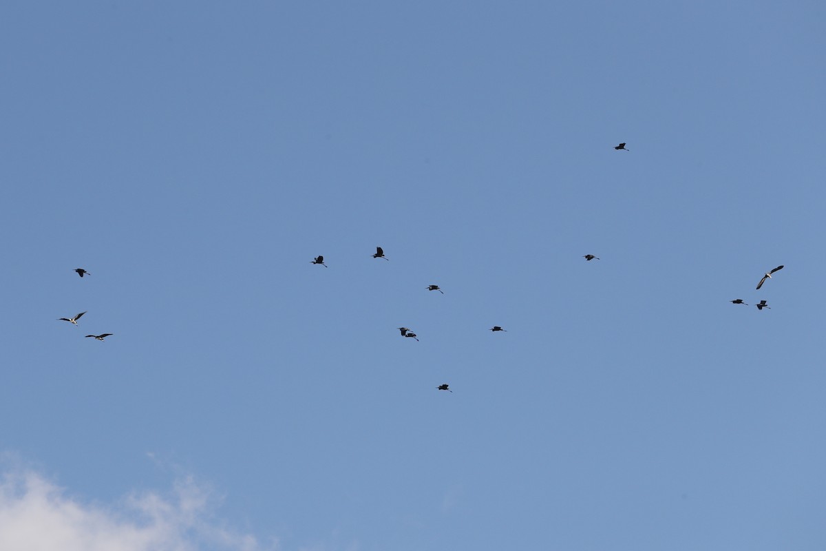 Great Blue Heron - ML644804170