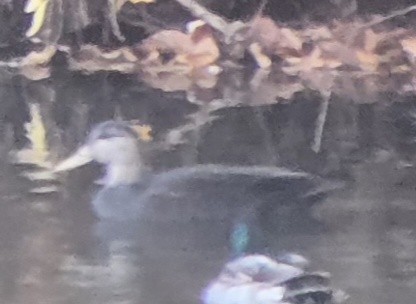 American Black Duck - ML644804171