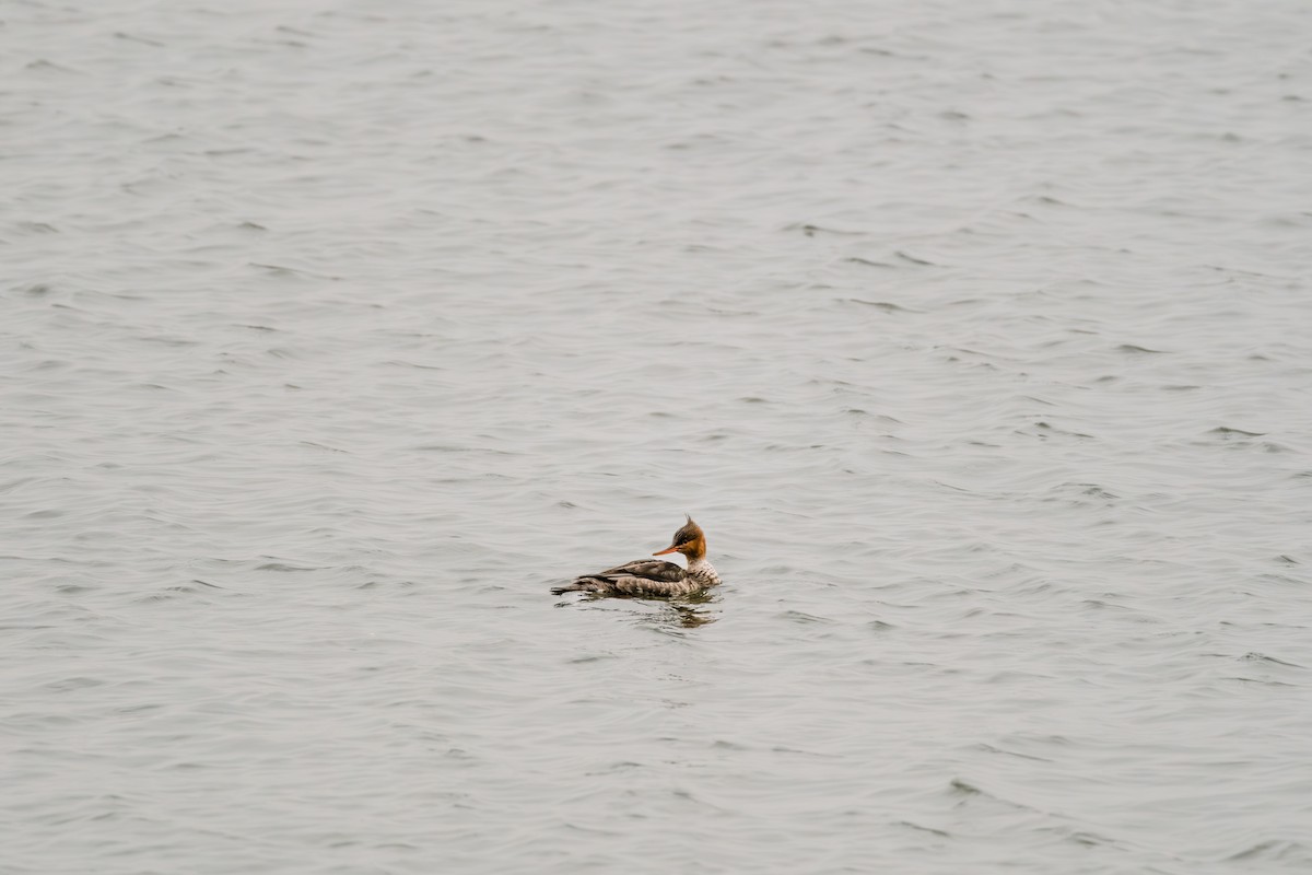 Tarakdiş - ML644804188