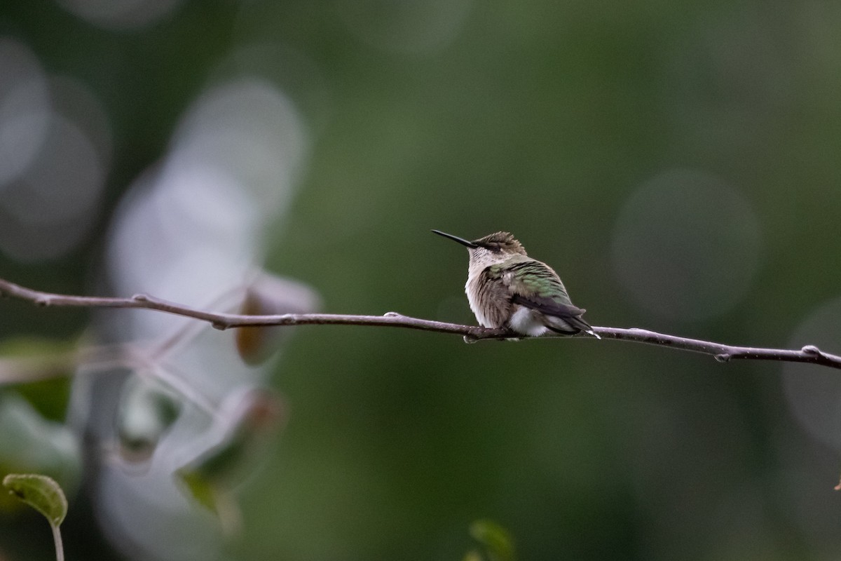 Ruby-throated Hummingbird - ML644804203