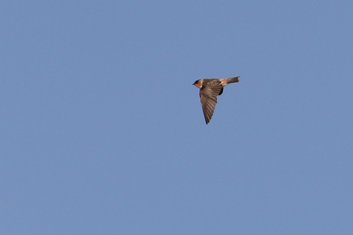 Cave Swallow (Texas) - ML644804213