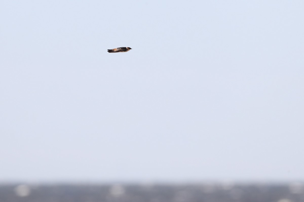 Cave Swallow (Texas) - ML644804214