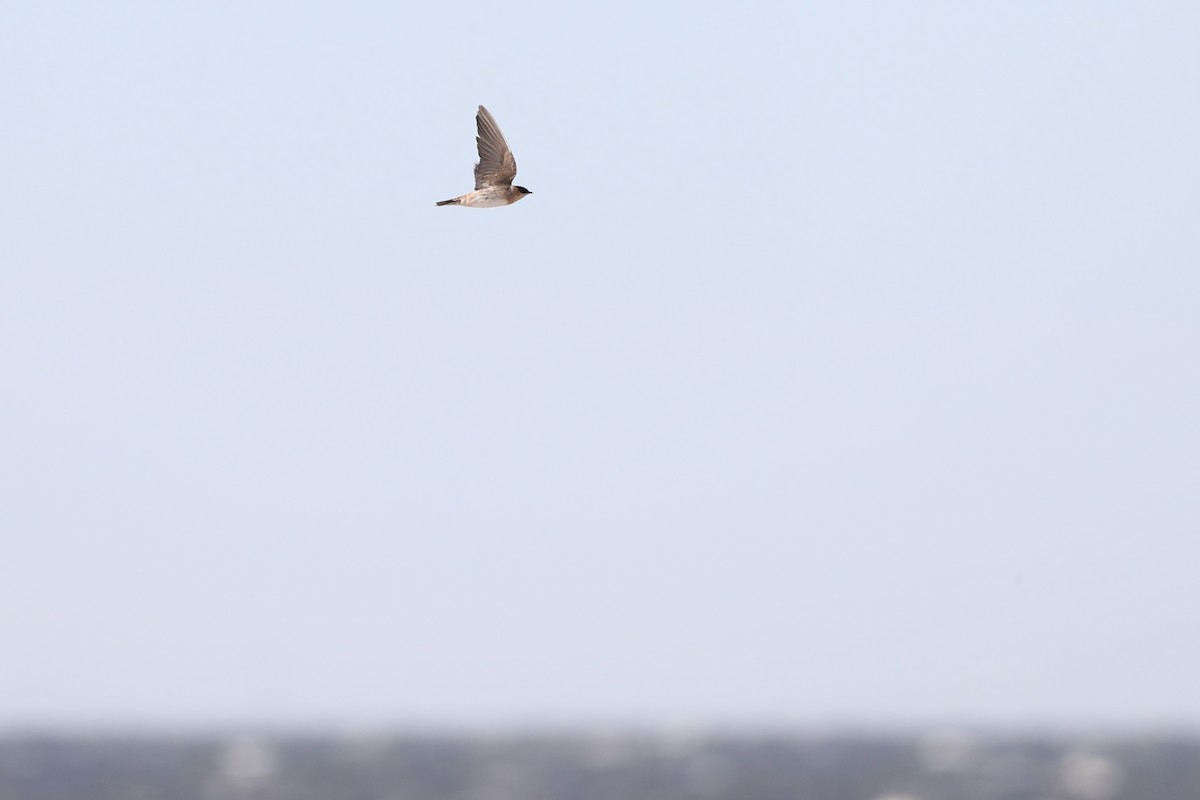 Cave Swallow (Texas) - ML644804215
