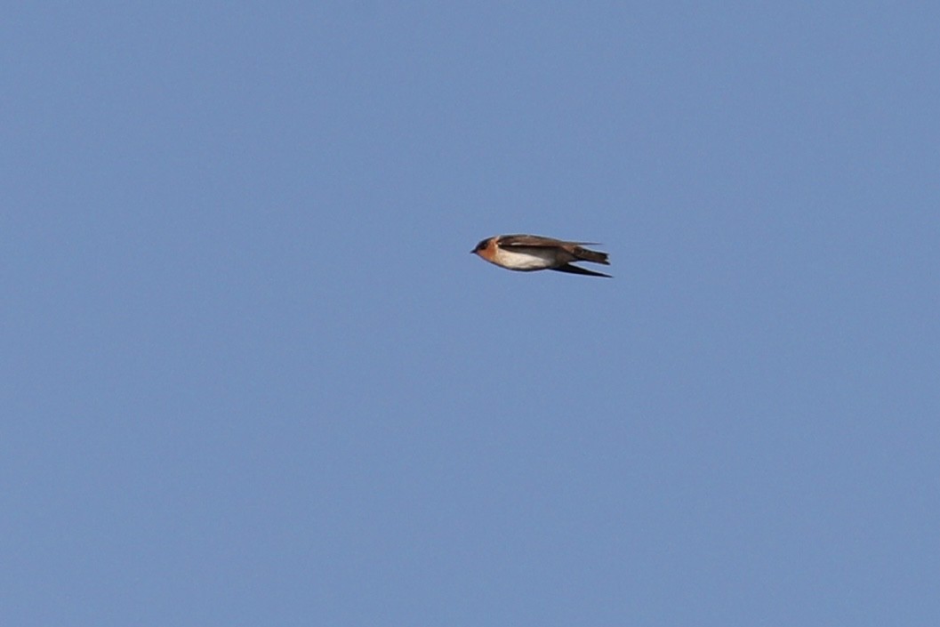 Cave Swallow (Texas) - ML644804216