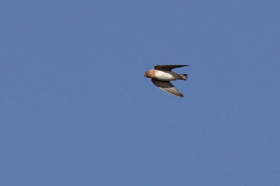 Cave Swallow (Texas) - ML644804217