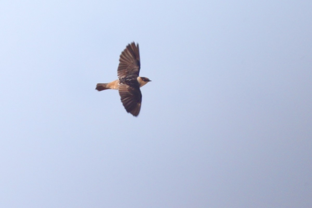 Cave Swallow (Texas) - ML644804218