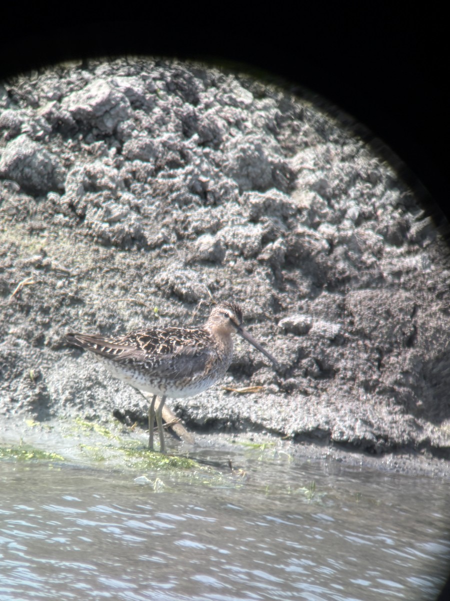 Short-billed Dowitcher - ML644804235