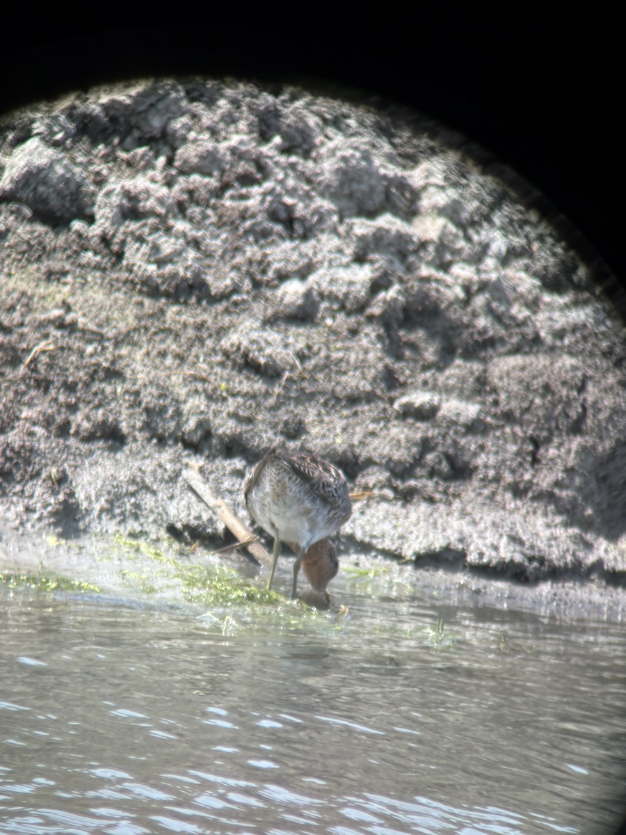 Short-billed Dowitcher - ML644804236