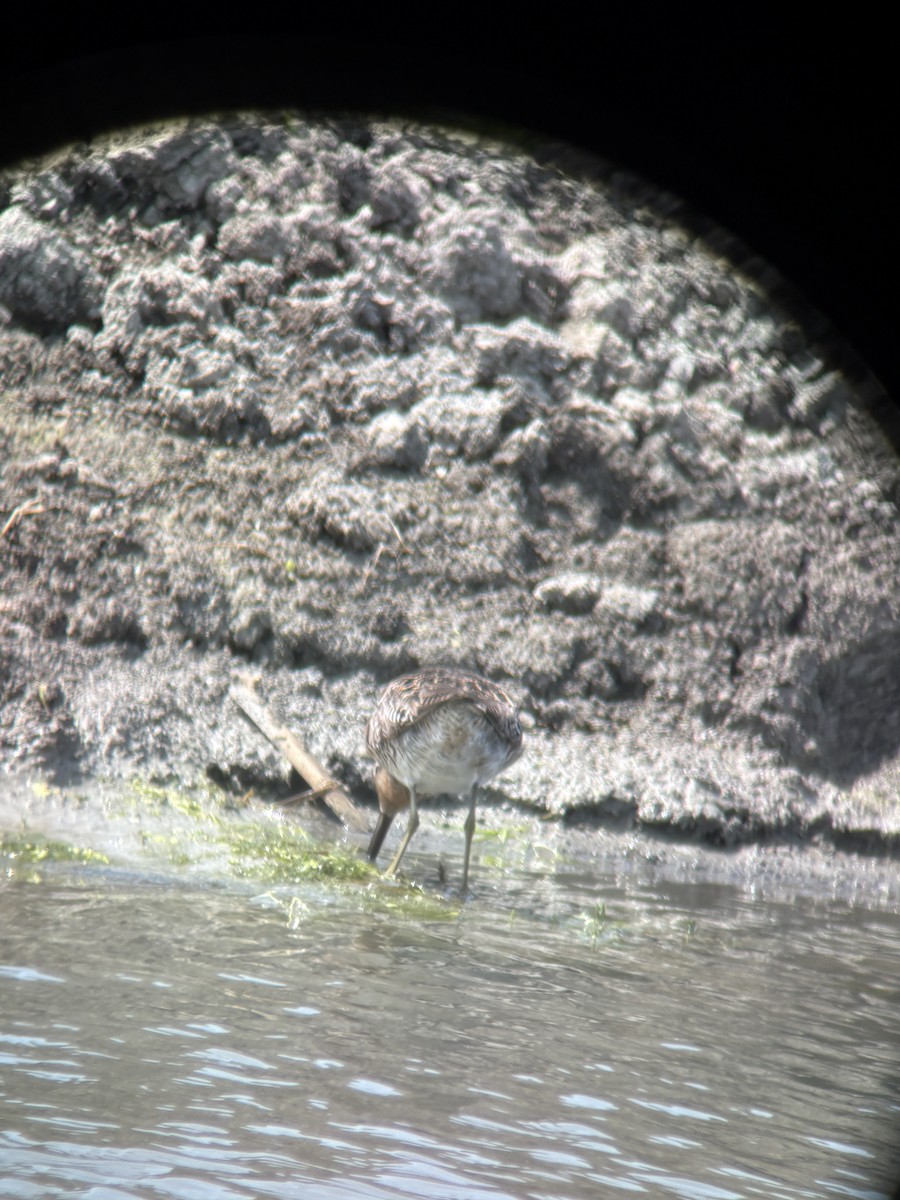 Short-billed Dowitcher - ML644804237