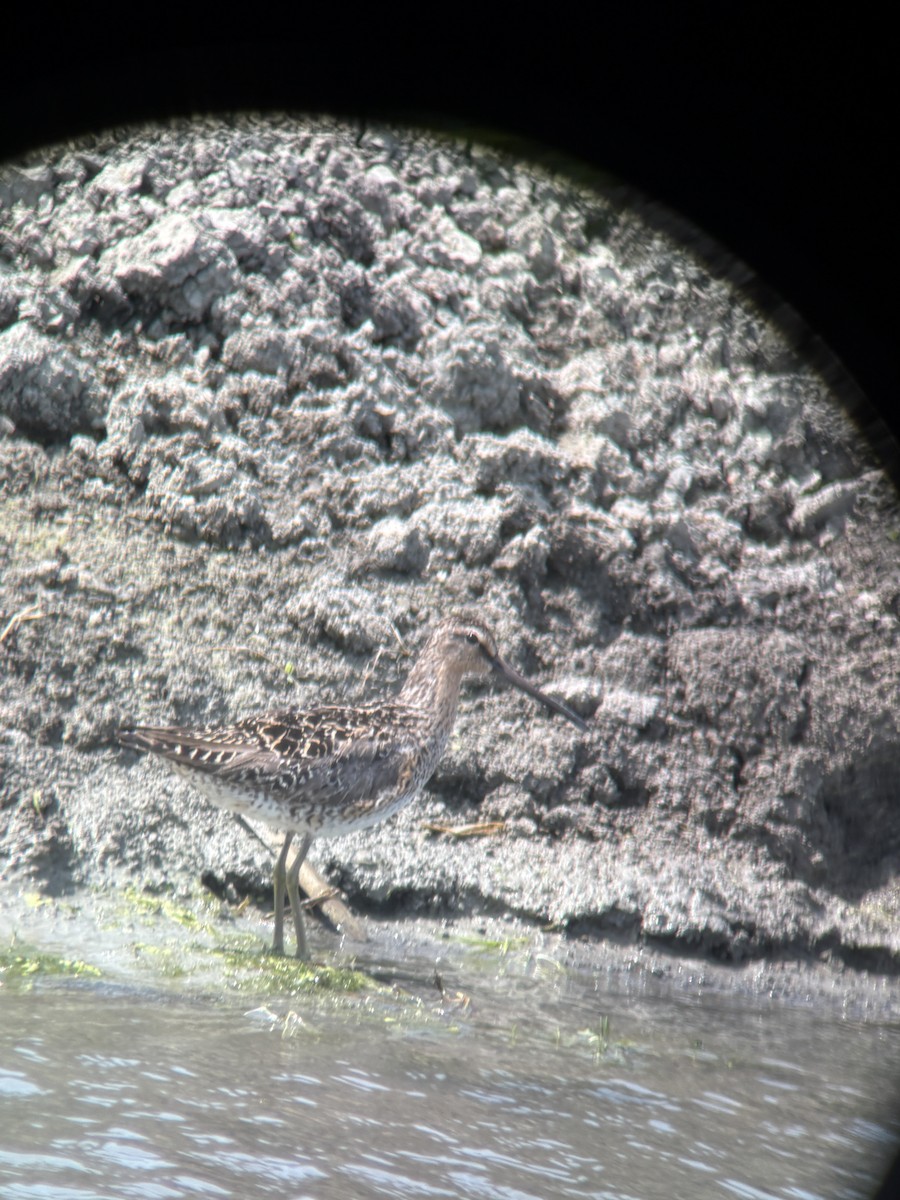 Short-billed Dowitcher - ML644804239