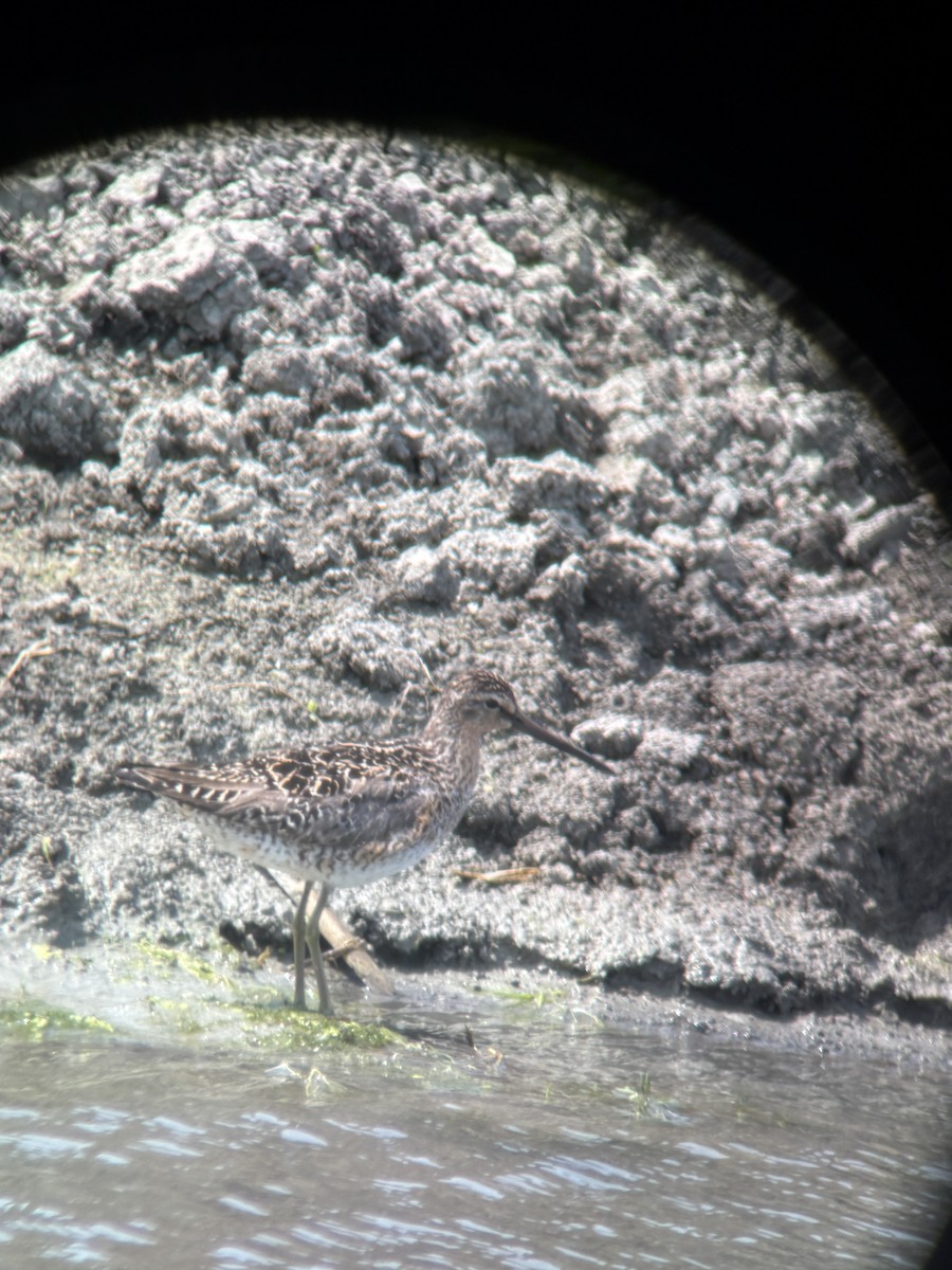 Short-billed Dowitcher - ML644804240