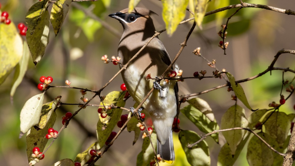 Cedar Waxwing - ML644804266