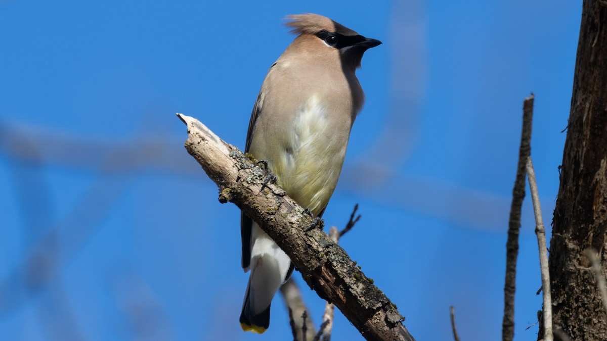 Cedar Waxwing - ML644804267