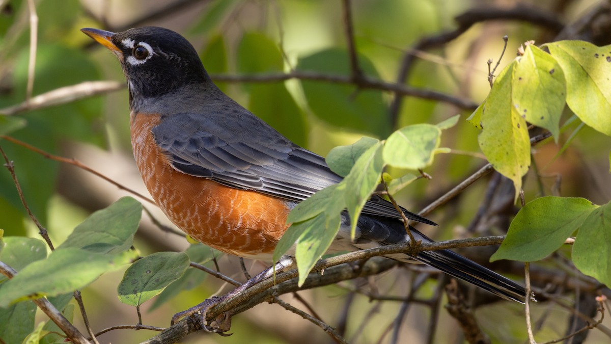 drozd stěhovavý - ML644804275