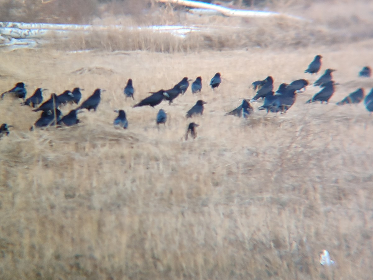 Ekin Kargası - ML644804277