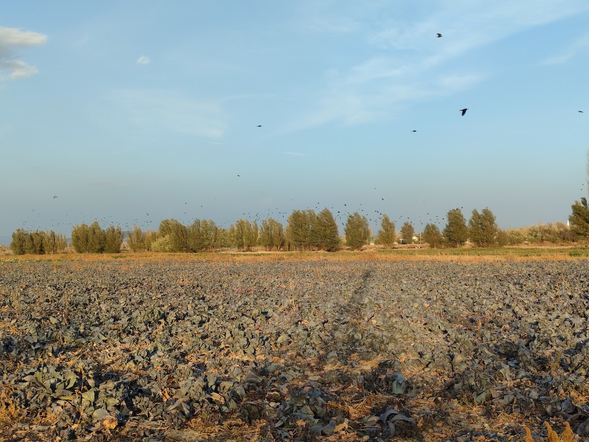 Ekin Kargası - ML644804278