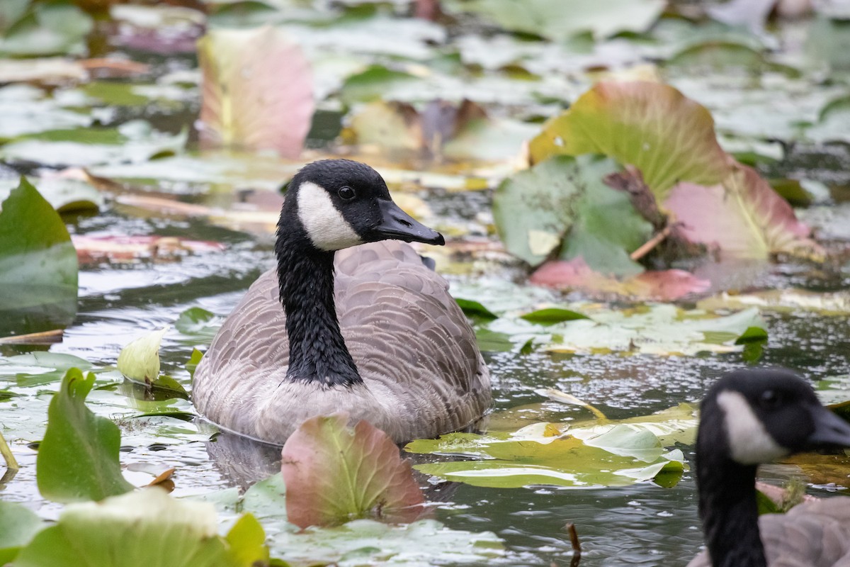 ברנטה קנדית - ML644804294