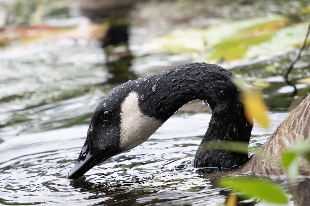 ברנטה קנדית - ML644804295