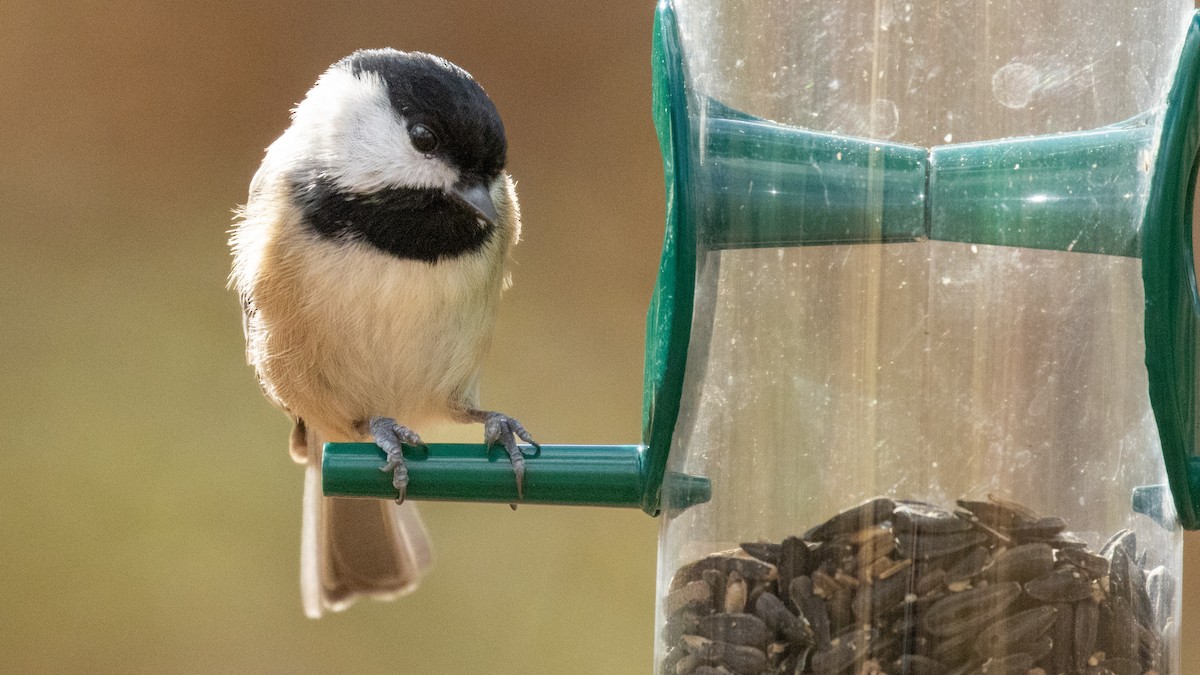 Carolina Chickadee - ML644804338
