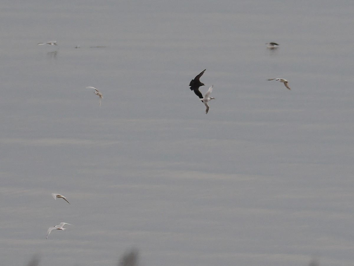 Parasitic Jaeger - ML644804355