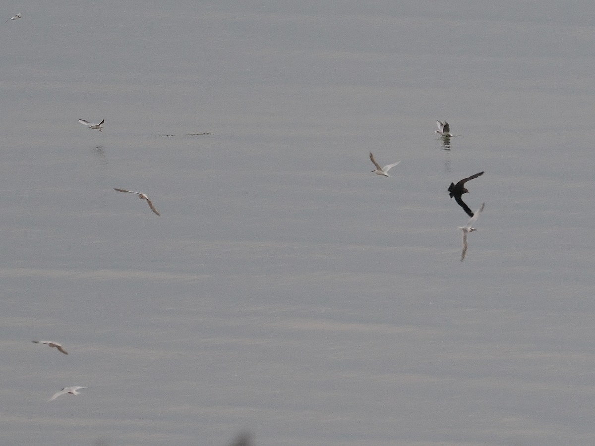 Sandwich Tern - ML644804365