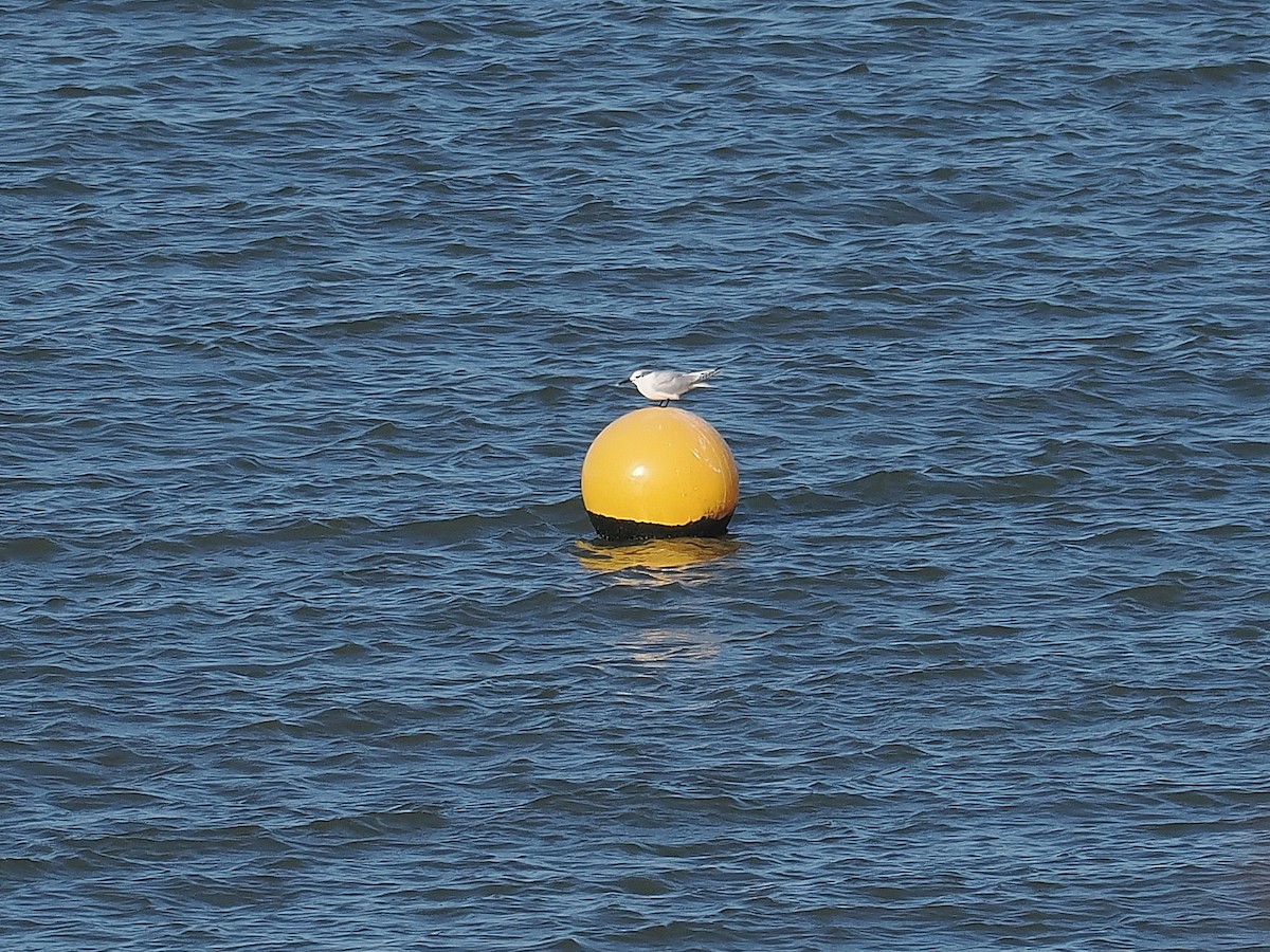 Sandwich Tern - ML644804371