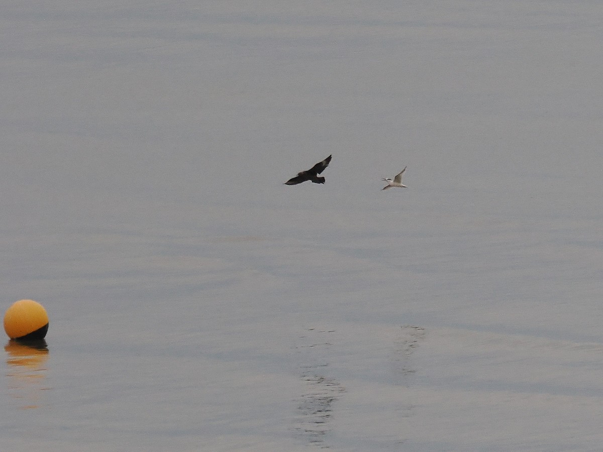 Sandwich Tern - ML644804380