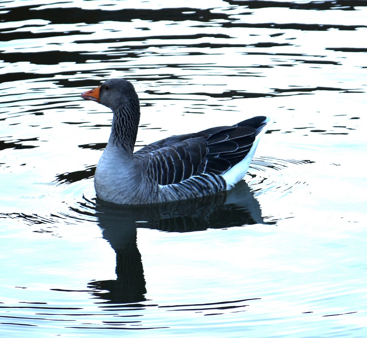 Graylag Goose - ML644804413