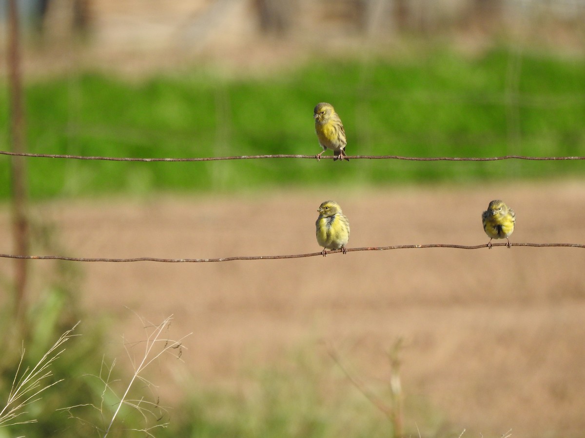 Girlitz - ML644804438