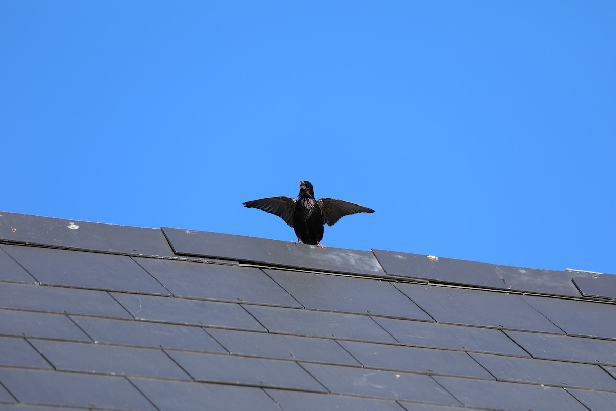 European Starling - ML644804439