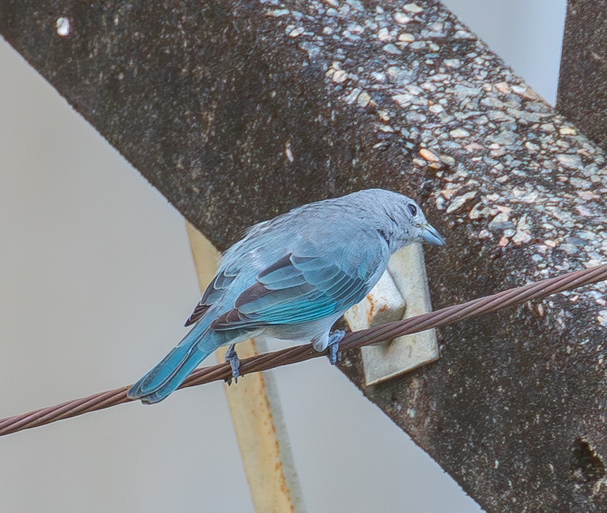 Sayaca Tanager - ML644804444